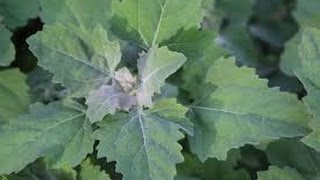 OFF GRID: FORAGING LAMBS QUARTER