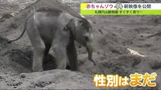 赤ちゃんゾウ“名前” →候補から投票へ 最新映像「寝て起きて遊んで授乳して寝て…」 札幌円山動物園 性別まだ不明 (23/08/24 19:15)