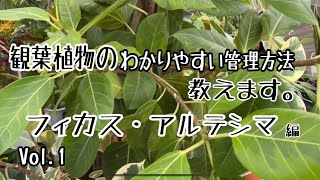 アルテシマゴムの木のわかりやすい管理方法教えます。