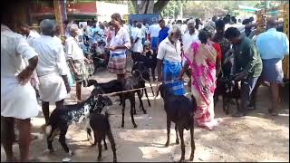 குடியாத்தம் கெங்கையம்மன் திருவிழாவை முன்னிட்டு கே.வி.குப்பம் ஆட்டு சந்தையில் விற்பனை படுஜோர்