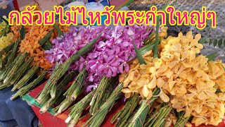 กล้วยไม้ไหว้พระกำใหญ่ๆราคาถูกๆที่ร้านน้องกิ๊ก ตลาดนัด รพ.สิริกิติ์