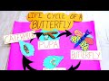 Life Cycle of A Butterfly | BUTTERFLY LIFE CYCLE | SCIENCE PROJECT | SCIENCE MODEL |