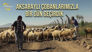 Aksaraylı Çobanlarımızla Bir Gün Geçirdik - Çobanla Baş Başa