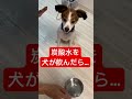 the dog that drank carbonated water for the first time【dog videos】 puppy cute funny shorts