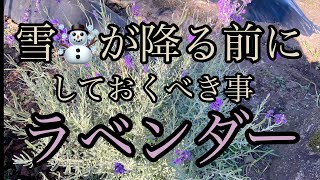 [ 雪が降る前に☃️して置くべき事  ラベンダー]