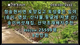 [물건번호969. 경북 청송군 현서면 토심좋고 토양좋은 송이,연삼,산나물,둥글레등 자생산  송이버섯채집, 산약초재배등 산림경영하기 좋은산]