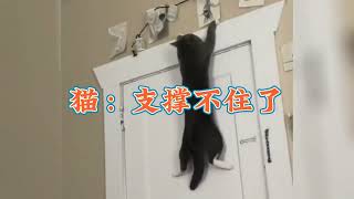 猫猫尴尬瞬间