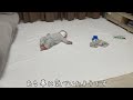 【妹のピンチに気づいたお兄ちゃん！さっそく助けに向かう😄】2歳＆0歳4ヶ月 japanese baby