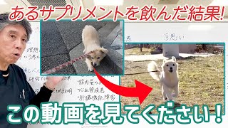 【犬の健康寿命を伸ばす!?】あるサプリメントを75日飲ませた結果【期待しかない】