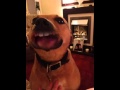 Dog sings edge of glory lady gaga