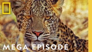 The Fight for Survival | Savage Kingdom MEGA EPISODE | Season 2  Episodes