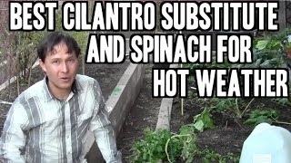 Best Cilantro Substitute \u0026 Spinach to Grow in Hot Weather