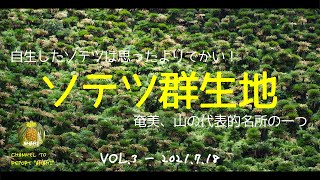 【#3 #奄美大島 名所紹介】海だけじゃない！奄美は山も　安木屋場の「ソテツ群生地」/ Japanese sago palm colony at Ankiyaba.