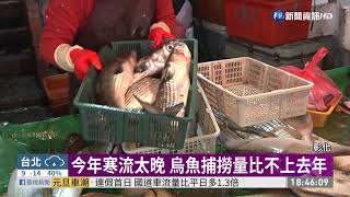 今年寒流太晚 彰化線西漁民捕無烏魚｜華視新聞 20210101