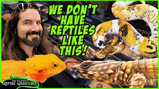 AMAZING EUROPEAN REPTILE EXPO! (Nijmegen Reptile Expo, 2024)