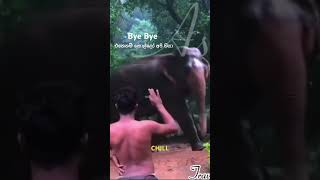 එහෙනම් කොල්ලෝ අපි ගියා 🤚🏻 #elephant #funny #jokes #tiktok #srilanka #animals #zulu #song