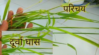 दूर्वा घास के बारे में जानकारी|| Ornamental Grasses/perennial grasses