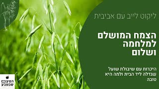 הצמח המושלם למלחמה ושלום - שיבולת שועל