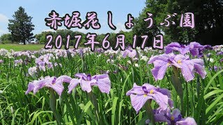 赤堀花しょうぶ園。2017.6.17。群馬県伊勢崎市