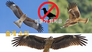 Black Kite Sound - Pigeon natural enemy sound (pigeon extermination sound in the city)