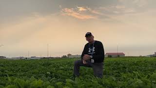 Beet Harvest 2021 Start Date The Unbeetable Experience.