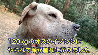 120kgのイノシシにやられた次の日の猟犬カシンと猟犬見習いリキの様子