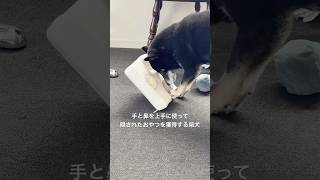 手と鼻を上手に使って隠されたおやつを獲得する柴犬