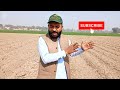 how toget maximum yield from earlycotton cultivation cotton early cultivationmethod topcottonvaritey