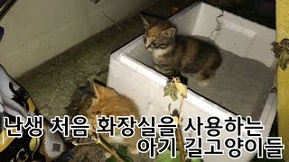 난생 처음 화장실을 사용하는 아기 길고양이들