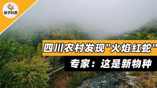 四川农村发现“火焰红蛇”，没有专门蛇毒血清，专家：新物种