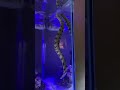 Snowflake Eel | Saltwater Eel | Saltwater Aquarium Eel | Exotic Saltwater Fish | Moray Eel