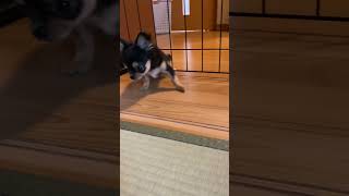 ギリギリ通れるよ#shorts#dog#チワワ