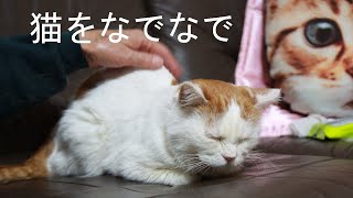 ひざの上でなでなでされる猫　200521