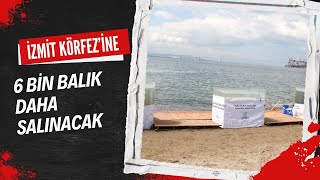 İZMİT KÖRFEZİ’NE 6 BİN BALIK DAHA SALINACAK