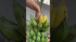 This is how ripe banana naturally