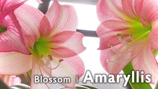 【満開】アマリリスが見事に開花｜Amaryllis blossom