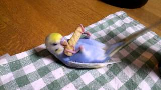 我が家のインコのお食事タイム(o^－^o)