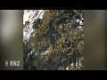 tuis arrive en masse as the kowhai blooms around wellington.