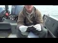 Total Fisherman Baiting Anchovy For Sturgeon