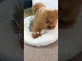 ホリホリして息きれちゃう愛犬が可愛い ⁠^⁠^⁠ トイプードル 桃ちゃん