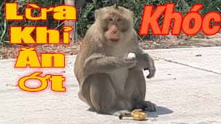 Thử cho khỉ ăn ớt,lừa khỉ ăn ớt ,khỉ hoang dã.Monkey eat chili.Thầy Bảy Miền Tây.