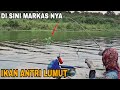 IKAN ANTRI LUMUT !! CAMPURAN LUMUT TERBAIK UNTUK MANCING NILA LIAR