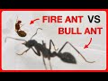 Fire Ant Queen VS Bull Ant Queen - Dangerous Ants Battle!