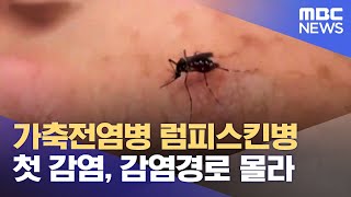 럼피스킨병 충북 상륙 '첫 내륙 감염'  (2023.10.23/뉴스데스크/MBC충북)