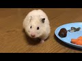 ハムスター 　お散歩！ナズナの食欲がスゴイ・・・　 hamster　หนูแฮมสเตอร์　criceto　倉鼠