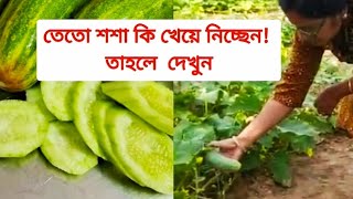 শশা তেতো হয়  কেন 🔥,তেতো শশা কি ক্ষতিকারক না উপকারী - কি করলে তেতো হবেনা |  Bitterness Of Cucumber |