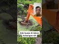 Penampakan Buaya Di Excavator Ngeri #reaction