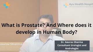 What is Prostate? Where does it develop in Human Body?