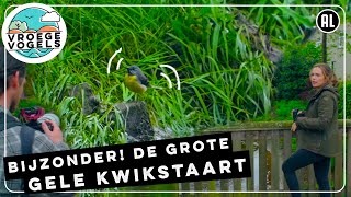 Grote gele kwikstaart houdt van watermolens | TV | Vroege Vogels