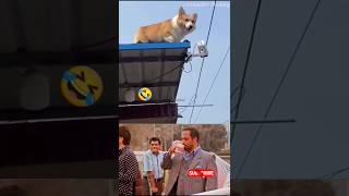 பரம்பரை மானமே போச்சு 😂😂😂 🐕#funny #funnyanimals #comedyshorts #funonly